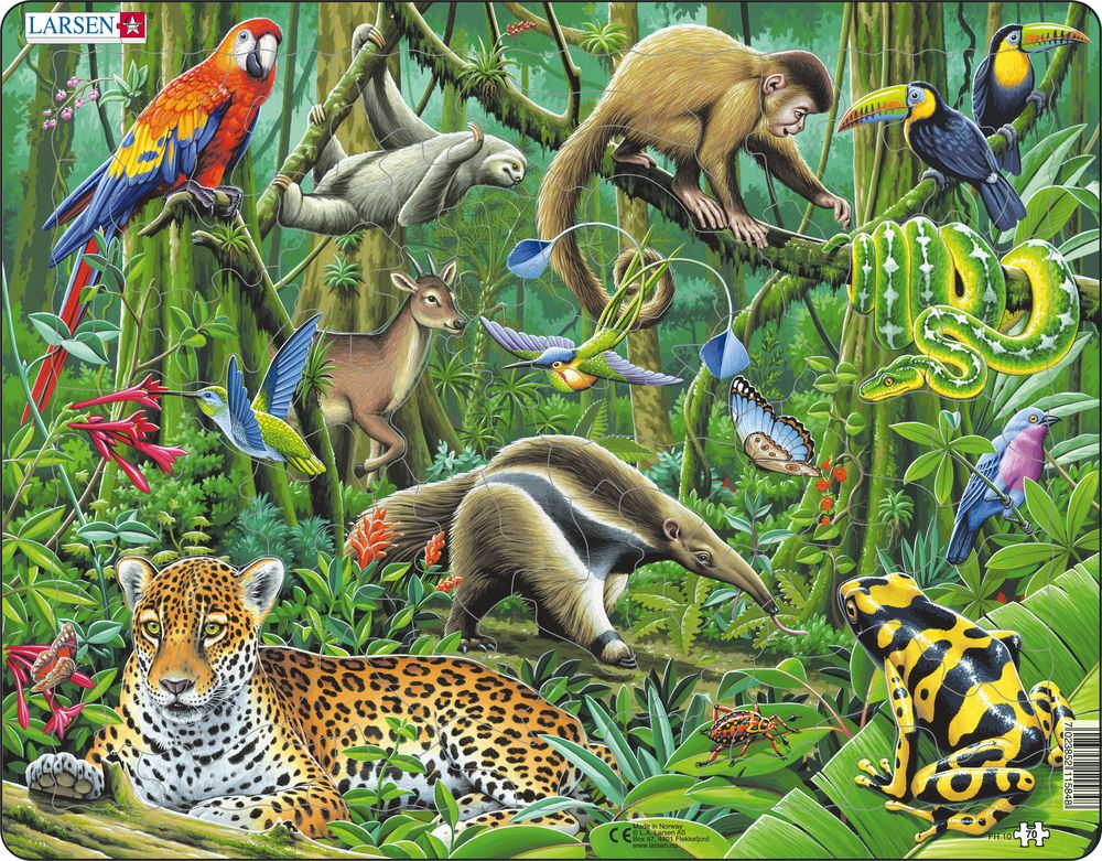 FH10 - The Lush South American Rainforest :: Animals :: Puzzles