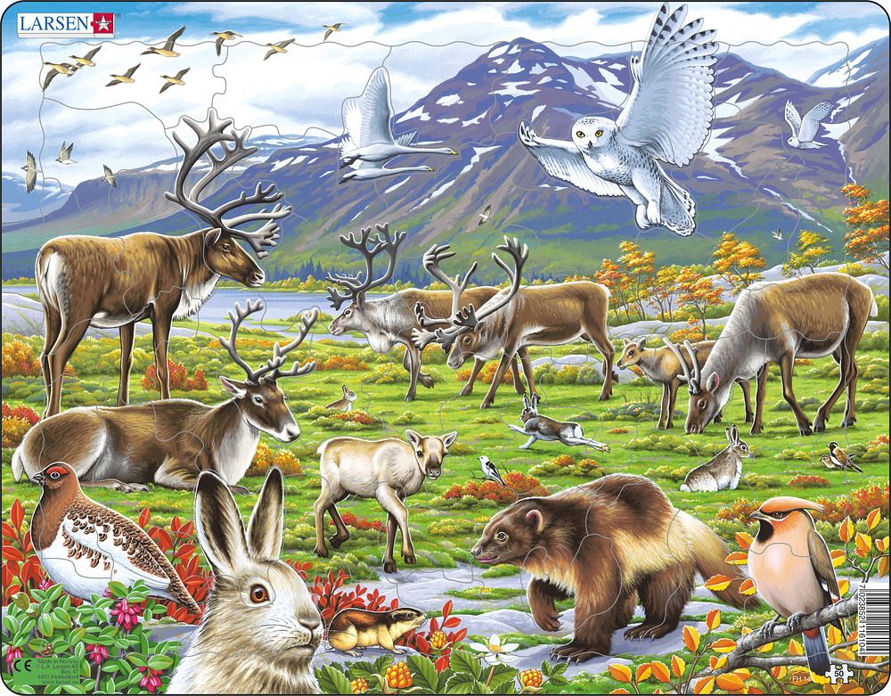 FH14 - Flora and Fauna of the Arctic Tundra :: Animals :: Puzzles ...